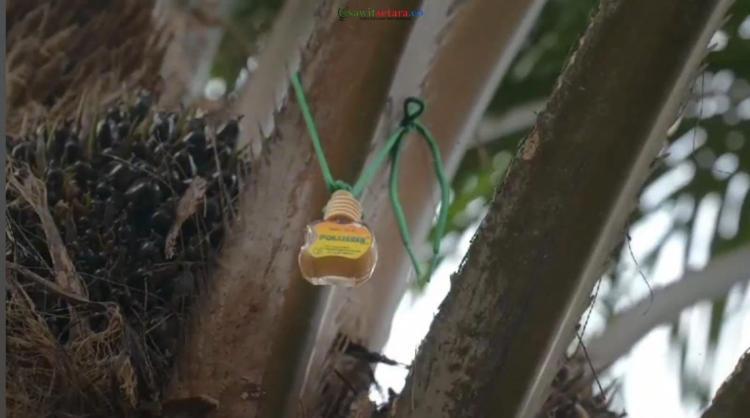 Ini Polimes, Produk Atraktan yang Diklaim Mampu Meningkatkan Fruit Set hingga 15â€“25 Persen