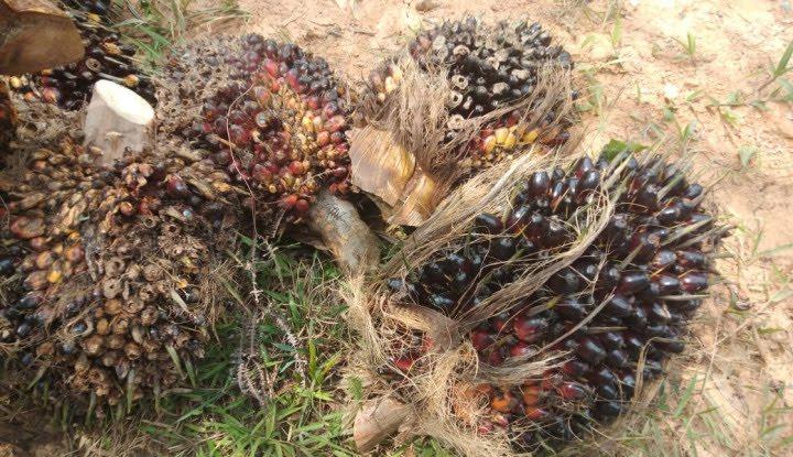 Ini yang Dilakukan Ditjenbun Agar Kebutuhan Biodiesel Tak Mengurangi Kuota Bahan Baku Migor