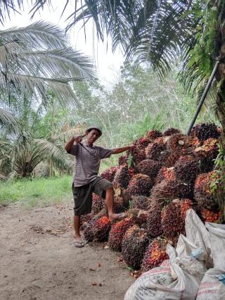 Disbun Riau Sepakat Tetapkan Harga Sawit Usia 26-30 Tahun