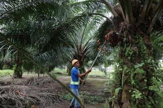 Harga Sawit Mitra Swadaya di Riau Turun Tipis, Dibandrol Segini