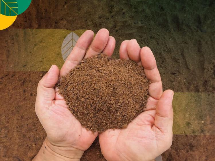 Harga Bahan Baku Pakan Ternak Mahal? Coba Opsi Ini