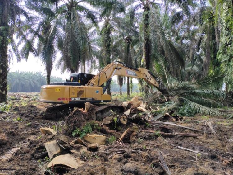 Gapki: Percepatan Program PSR Bisa Berjalan Efektif, Asalkan...