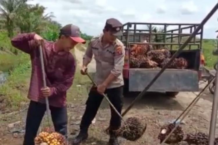 Apkasindo: Kenaikan Harga Sawit di Kaltim Mayoritas Dinikmati Petani Mitra Plasma