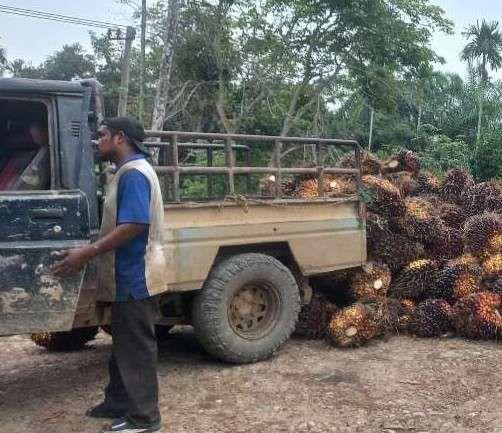 Harga Sawit di Babel Merangkak Naik, Segini Jadinya