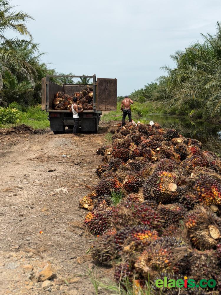 Sawit Mitra Swadaya di Riau Naik, Dibandrol Rp Rp3.846,00/Kg