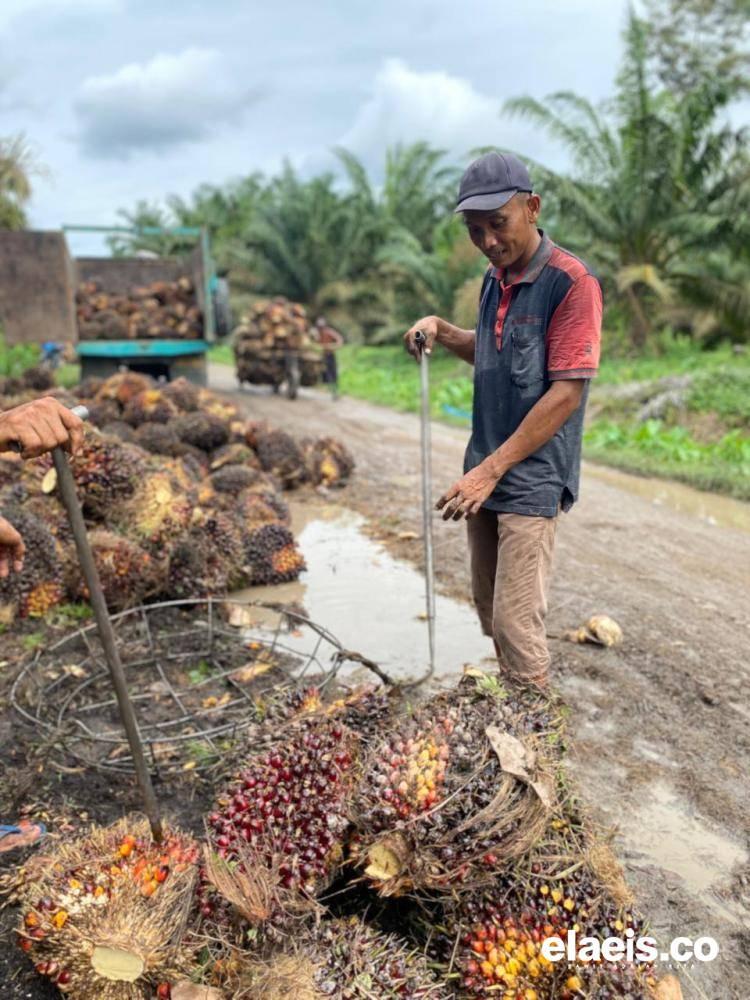 Harga Sawit Plasma di Sumut Kembali Naik, Jadi Rp3.966.74/Kg