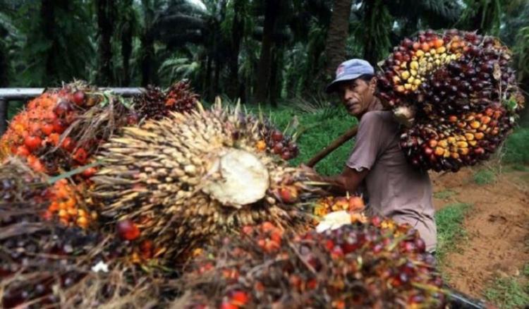 Harga Sawit Mitra Plasma di Riau Naik Rp54,71/Kg, Dibandrol Segini