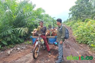 Hampir Diterkam Harimau, Pekerja Sawit Ini Selamat Setelah Memacu Sepeda Motornya