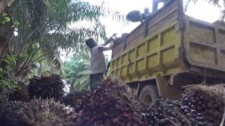 Apkasindo Kalbar Minta Percepatan Hilirisasi Sawit Melibatkan Petani