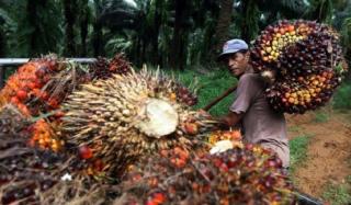 Harga Sawit Mitra Plasma di Riau Naik Rp54,71/Kg, Dibandrol Segini