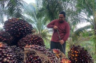 Harga Sawit Swadaya di Riau Pekan Ini Naik, Mendekati Rp4.000/Kg