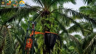 PALMA-X, Inovasi Baru Mesin Panen Kelapa Sawit