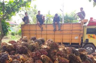 Terpengaruh CPO, Harga Sawit Plasma di Sumut Turun