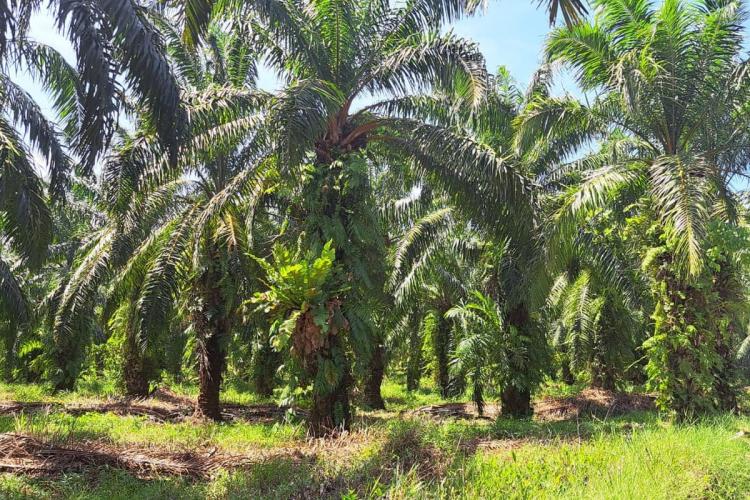 Banyak Kebun Tidak Produktif, Apkasindo Sebut Peremajaan Sawit di Bengkulu Sangat Dibutuhkan