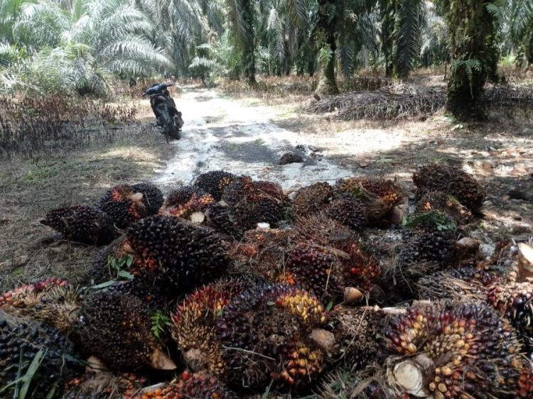Baik untuk Plasma atau Swadaya,  Harga TBS Sawit di Banyak Daerah Menunjukkan Kenaikan
