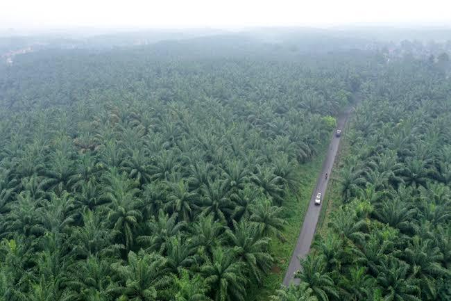 Kabupaten Siak di Riau Termasuk 10 Kabupaten Paling Besar Menerima DBH Sawit, Segini Besarannya