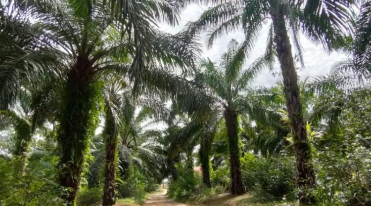Produktivitas Sawit Rakyat Paser Rendah, Hanya Segini