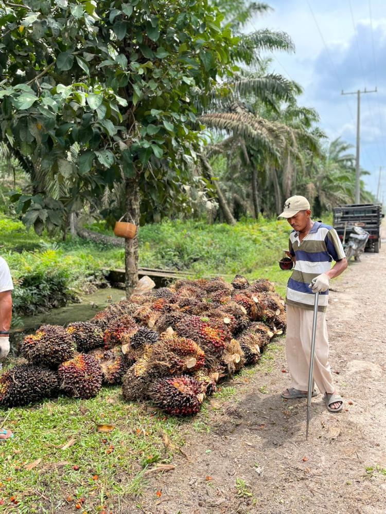 Sawit di Jambi Turun, Dibandrol Rp3.911,53/Kg