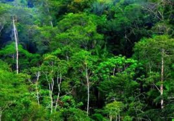 PAPH 2026 Terbit, Terbuka Ruang untuk Pemanfaatan Kawasan Hutan