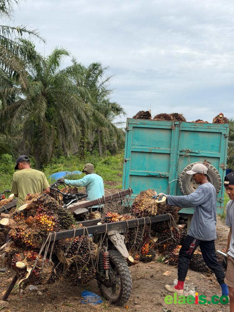 Ngekor Plasma, Harga Sawit Swadaya di Riau juga Turun