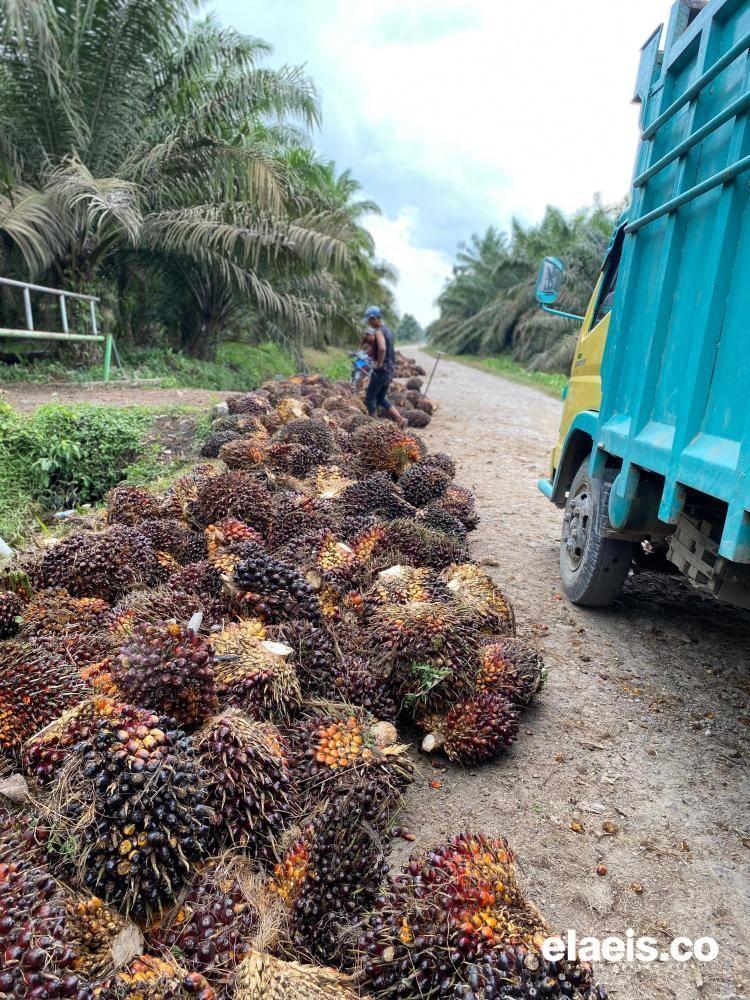 Turun Rp32,54/Kg, Harga Sawit di Sumut Dipatok Rp3.902,10/Kg