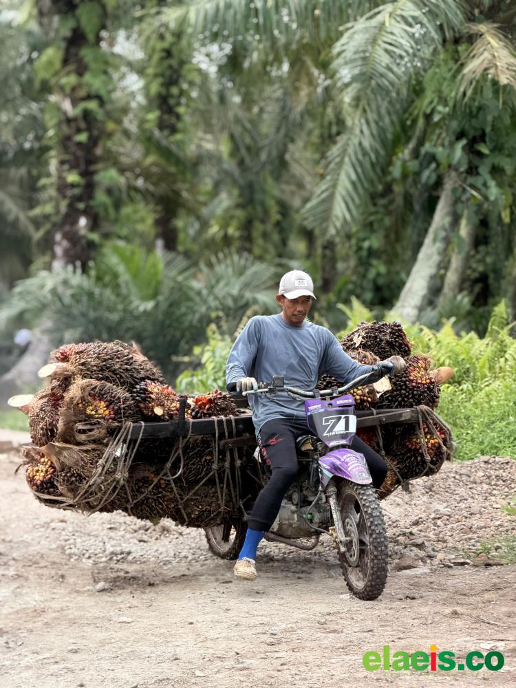 Cenderung Menguat, Segini TBS Sawit Swadaya Dibandrol di Sumut 