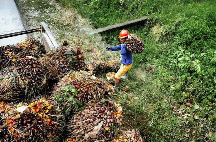 Sejumlah PKS Bermunculan di Sumsel, Pengamat: Kunci Sawit Berkelanjutan