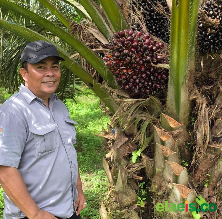 Sejumlah Masukan dari Pegiat Sawit untuk Presiden di HUT ke-81 RI: dari Hilirisasi sampai Infrastruktur dan Kemitraan