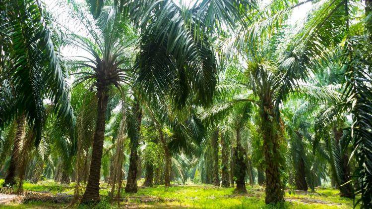 Tajam, Perbedaan Harga Sawit Tertinggi dengan Terendah di Dharmasraya