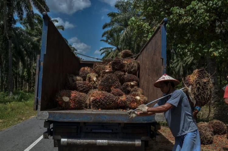 Terpengaruh CPO dan Kernel, Harga Sawit Plasma di Riau Periode Ini Turun Lagi