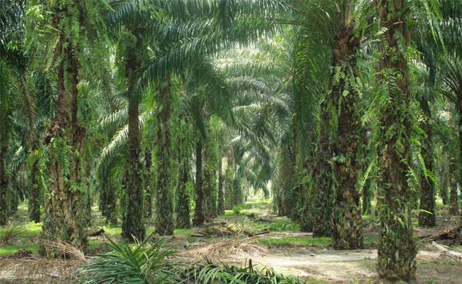 Masuk Prioritas Ekstensifikasi Sawit, Pemprov Sumsel Telah Identifikasi Potensi Lahan 66.005,65 Hektare