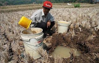 Mentan: Perubahan Iklim Tidak Boleh Dijadikan Alasan Produksi Sawit Turun