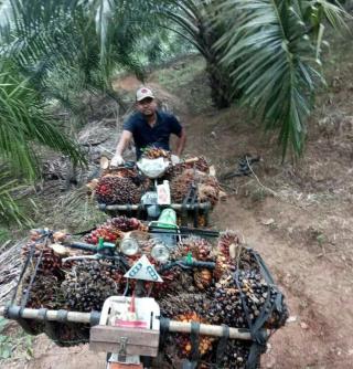 Terungkap, Fakta Mengejutkan yang Membuat Petani Sawit di Bengkulu Resah