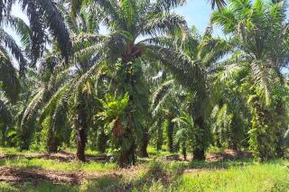 Banyak Kebun Tidak Produktif, Apkasindo Sebut Peremajaan Sawit di Bengkulu Sangat Dibutuhkan