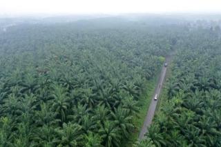 Kabupaten Siak di Riau Termasuk 10 Kabupaten Paling Besar Menerima DBH Sawit, Segini Besarannya