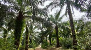 Produktivitas Sawit Rakyat Paser Rendah, Hanya Segini