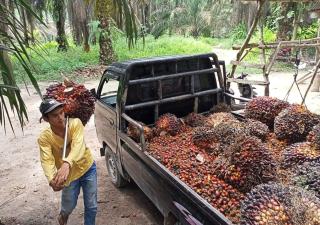 Harga CPO di Bursa Malaysia Ditutup Nyaris Stagnan