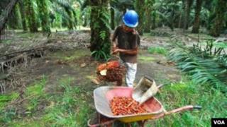 Bersebab Kontrak Pengiriman September,  Harga CPO di Malaysia Kembali Melemah