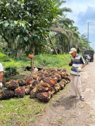 Sawit di Jambi Turun, Dibandrol Rp3.911,53/Kg
