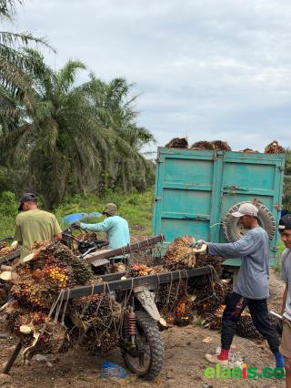Ngekor Plasma, Harga Sawit Swadaya di Riau juga Turun