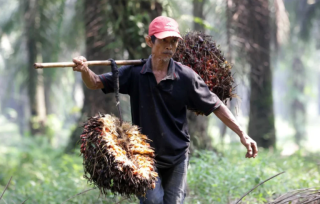 Apkasindo: Hilirisasi Sawit Jangan sampai Membuat Petani hanya Berhenti sebagai Pemasok Bahan Baku