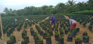 Kadisbun: Penangkar Lokal di Lampung Tidak Memproduksi Biji Sawit Sendiri