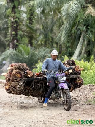 Cenderung Menguat, Segini TBS Sawit Swadaya Dibandrol di Sumut 