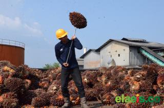 Produksi TBS Sawit PTPN IV Regional IV Naik, Ridwan: Hasil Penerapan SOP yang Ketat dan Perawatan Tanaman yang Presisi