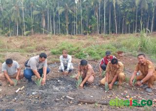 PTPN IV Regional IV Salurkan 1.500 Bibit Nanas untuk Dua Desa di Tanjab Timur, Upaya Menjaga Produktivitas Lahan Gambut