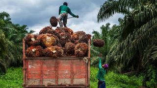 Harga Sawit Swadaya di Riau Melemah, Tersisa Segini