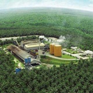 Soal PAP bagi Industri Sawit, Ini Saran Ekonom