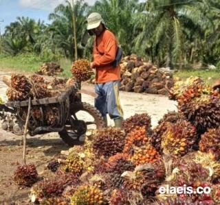 Harga TBS Sawit di Jambi Pekan Ini Turun Lagi, Jadi Segini