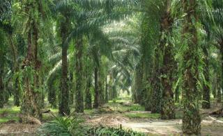 Masuk Prioritas Ekstensifikasi Sawit, Pemprov Sumsel Telah Identifikasi Potensi Lahan 66.005,65 Hektare
