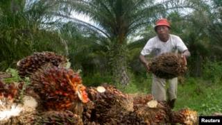September 87,19 Persen Wilayah Mengalami Hujan di Bawah Normal, Apa yang Harus Dilakukan Petani Sawit?